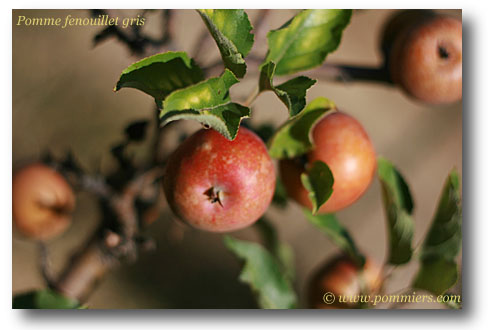 pomme feouillet