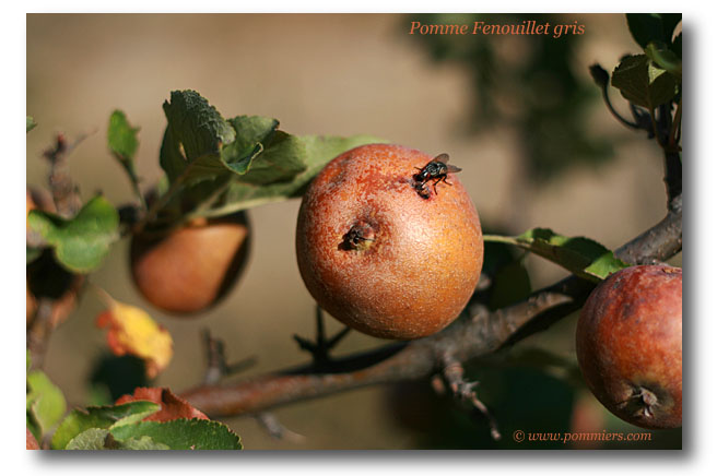 pomme fenouillet gris