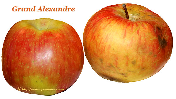 Pomme Grand Alexandre