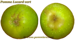 Pomme à cidre Locard vert