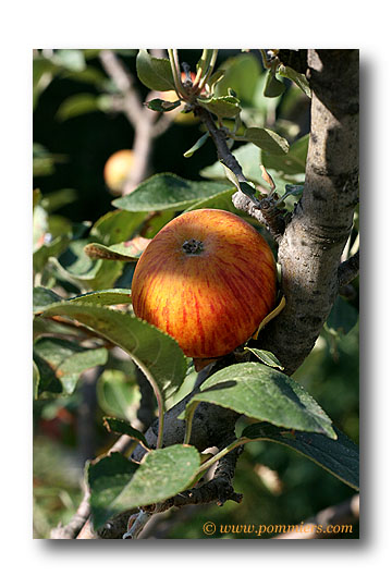 pommier reine des reinettes