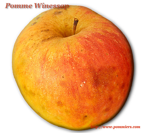 Pomme Winessap