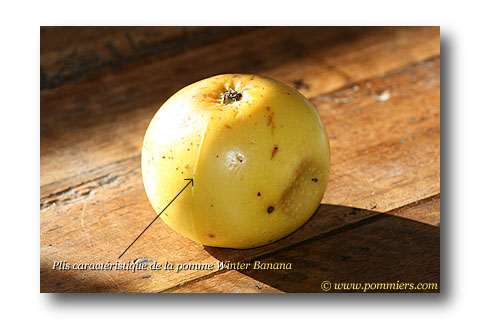 pomme winter banana