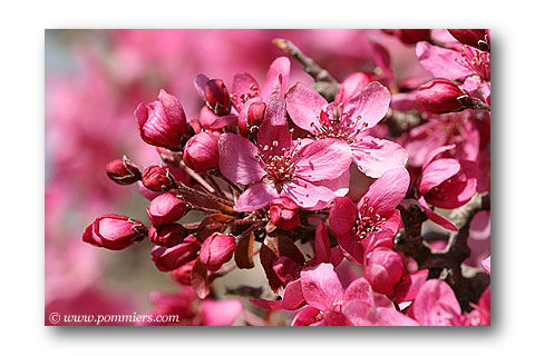 pommier a fleur