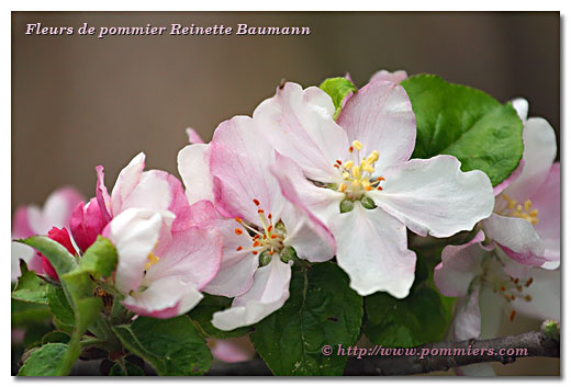 fleurs du pommier Reinette Baumann