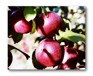 pomme sanguine de plougier - cliché e.arbez