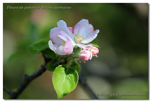fleurs du pommier de l'estre - Sainte Germaine