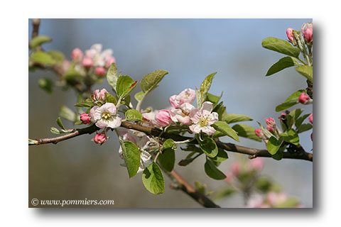 pommier winter banan en fleur