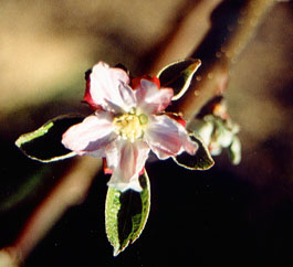 Fleur de pommier calville blanc d'hiver