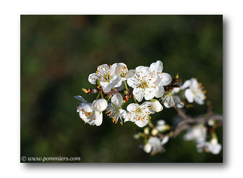 Fleurs de prunier perdrigon