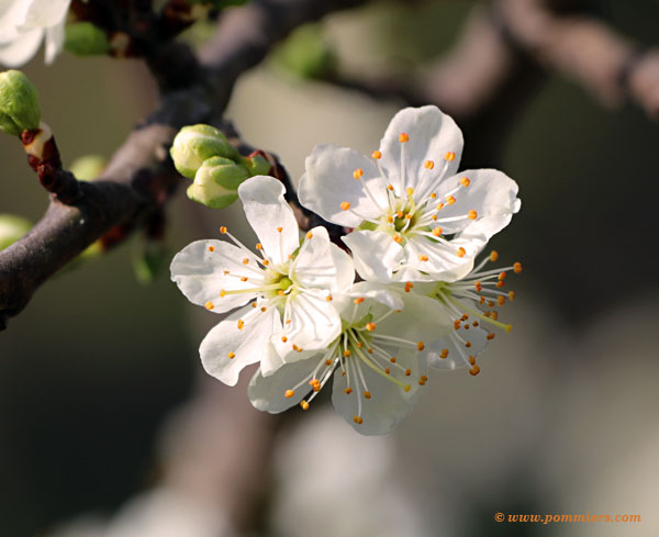 Fleurs de prunier Madame Bonnard