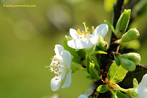 Fleurs de prunier Martin