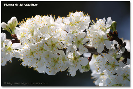 Fleurs de mirabellier