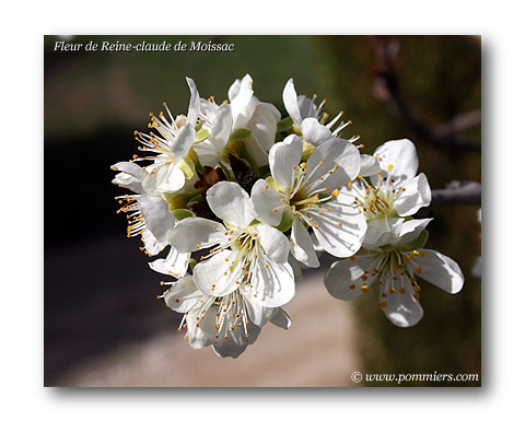 fleur de reine claude