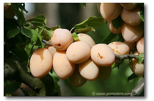 Prune Martin ou Reine Claude Martin