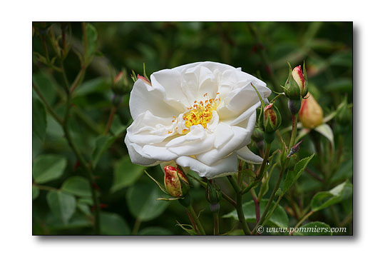 Rose Auguste Gervais