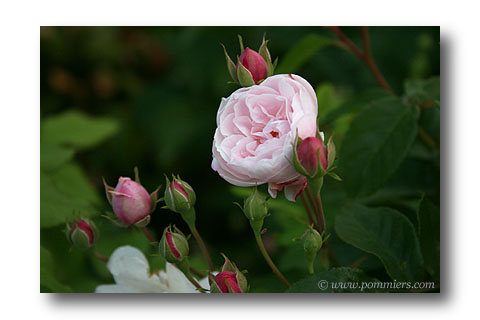 rosier blush  noisette