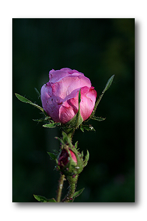 bouton de rose centifolia
