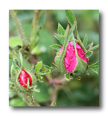 rose centifolia