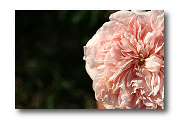 rosier  clair rose (R) de david austin - cliché e.arbez