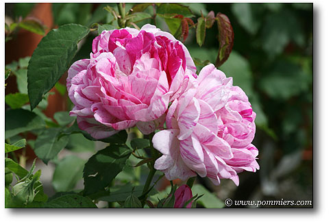 Rose Honorine de Brabant