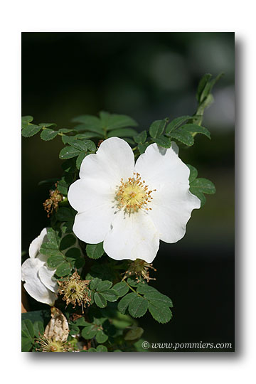 Rosa sericea pteracantha