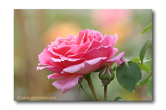 Rose Orientale