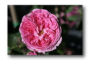rose rose - cliché e.arbez
