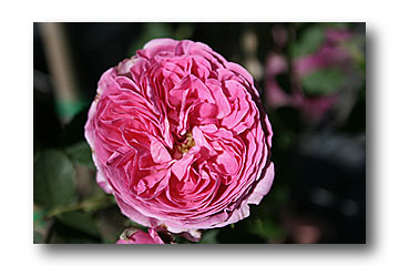 rose rose - cliché e.arbez