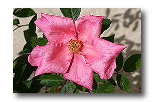 rose mutabilis