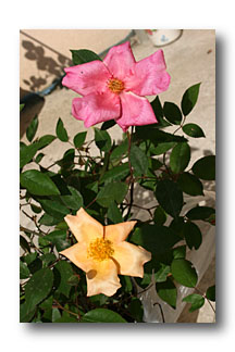 mutabilis