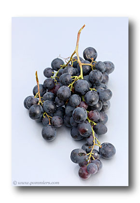 Vitis vinifera Alphonse LavallÃ©e *ZPd4 Vigne de table Raisin noir 