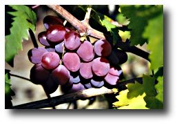 vigne et raisin