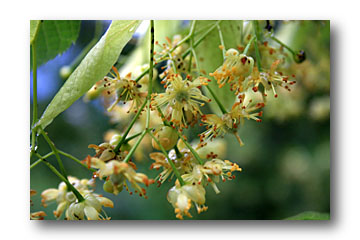 Fleurs de tilleul toxique