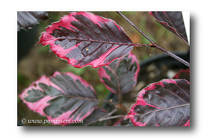 Fagus crenata